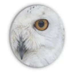Sneeuwuil - Oog - Wildlife - Wit Akoestische PET Vilt - Rond klein -3d