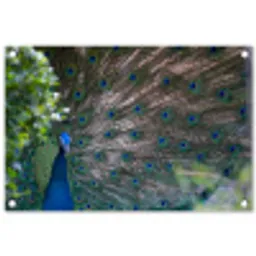 Vogel - Pauw - Veren tuinposter los doek klein -3d