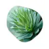 Blad - Plant - Groen - Textuur Wandcirkel Organisch Forex 3mm klein -3d