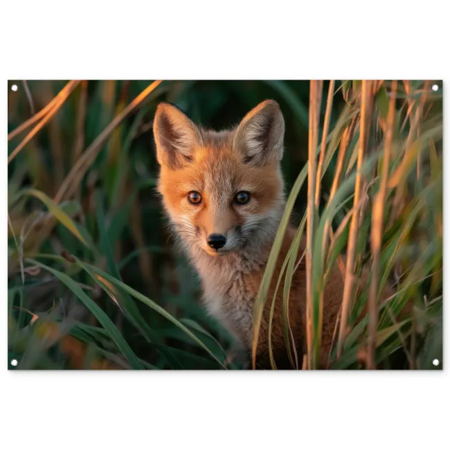 Tuinposter - Vos - Oranje - Gras
