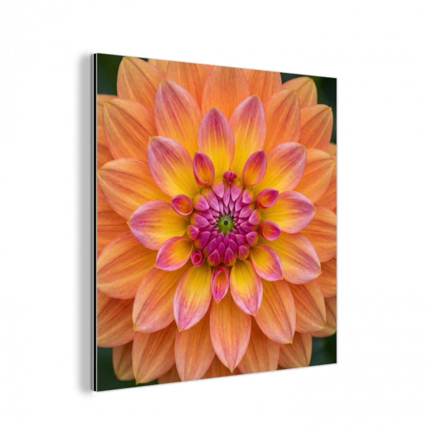 Dahlia - Bloem - Oranje aluminium wit klein -3d