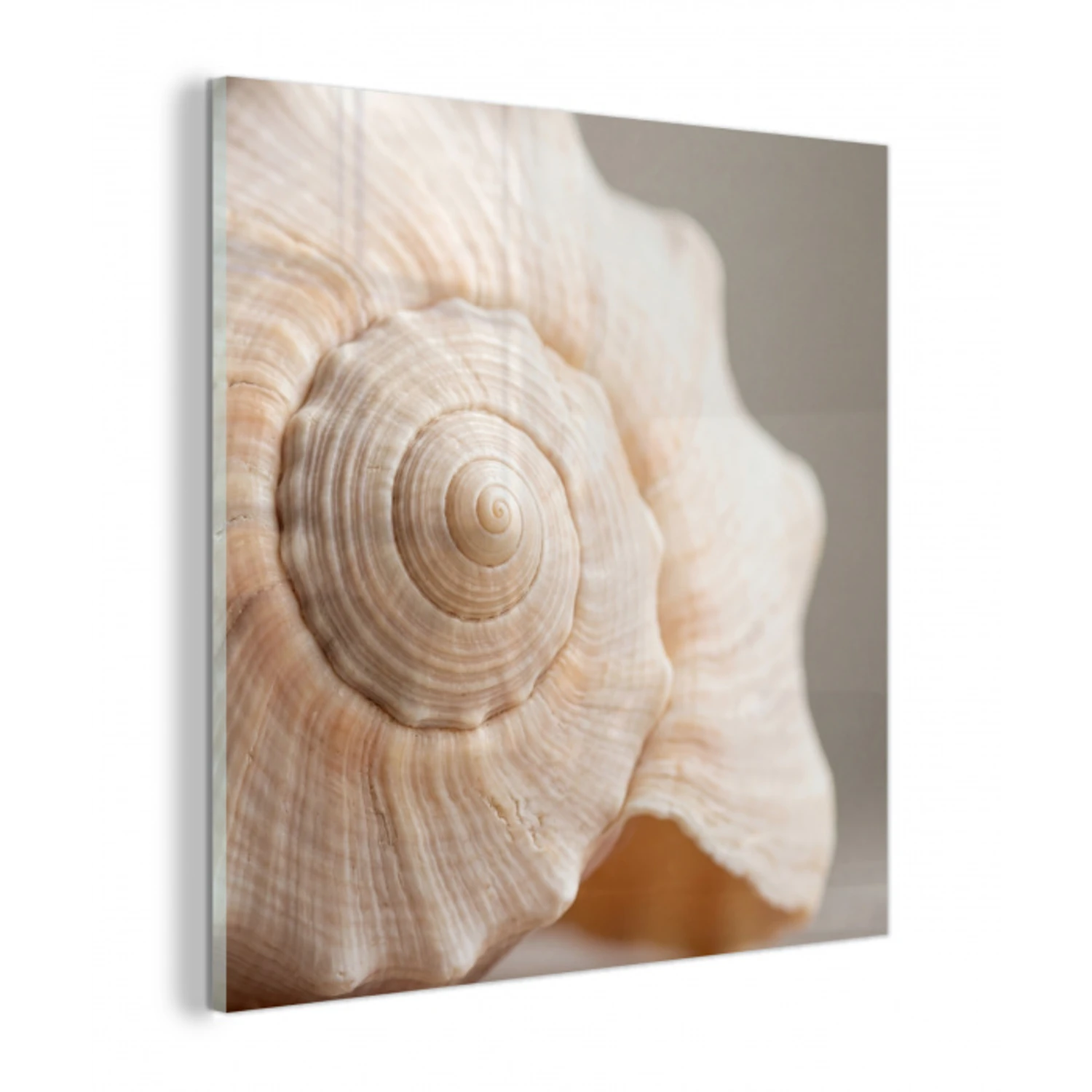 Schelp - Detail - Beige plexiglas 5mm klein -z3d