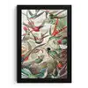 Kolibrie - Vintage - Ernst Haeckel - Vogel - Kunst - Natuur fotolijst zwart zonder passe partout klein -3d