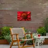 Close up - Bloem- Rood Tuinposter op houten frame 2 cm dik klein -sfeer3