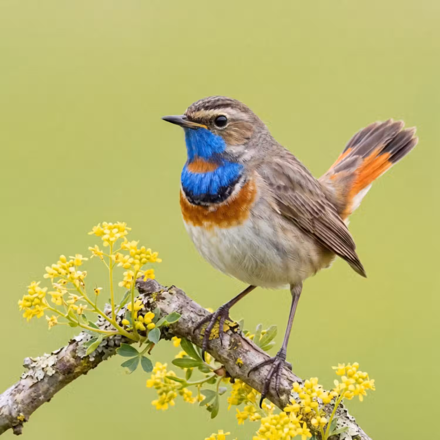 Tapete - Vogel - Zweig - Natur - Farbenfroh
