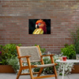 Close-up - Papegaai - Veren - Oranje Tuinposter op houten frame 2 cm dik klein -sfeer3