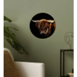 Schotse Hooglander - Horens - Zwart - Dieren - Natuur - Wild - Koe Wandcirkel behangsticker klein -sfeer2