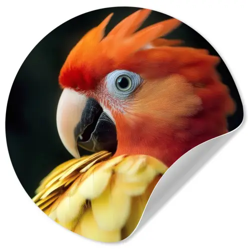 Close-up - Papegaai - Veren - Oranje Wandcirkel behangsticker klein -3d