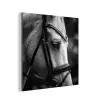 Paard - Schimmel - Portret aluminium wit klein -3d