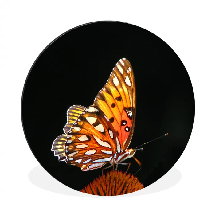 Vlinder - Bloemen - Insect - Portret - Zwart - Oranje Wandcirkel aluminium klein -3d
