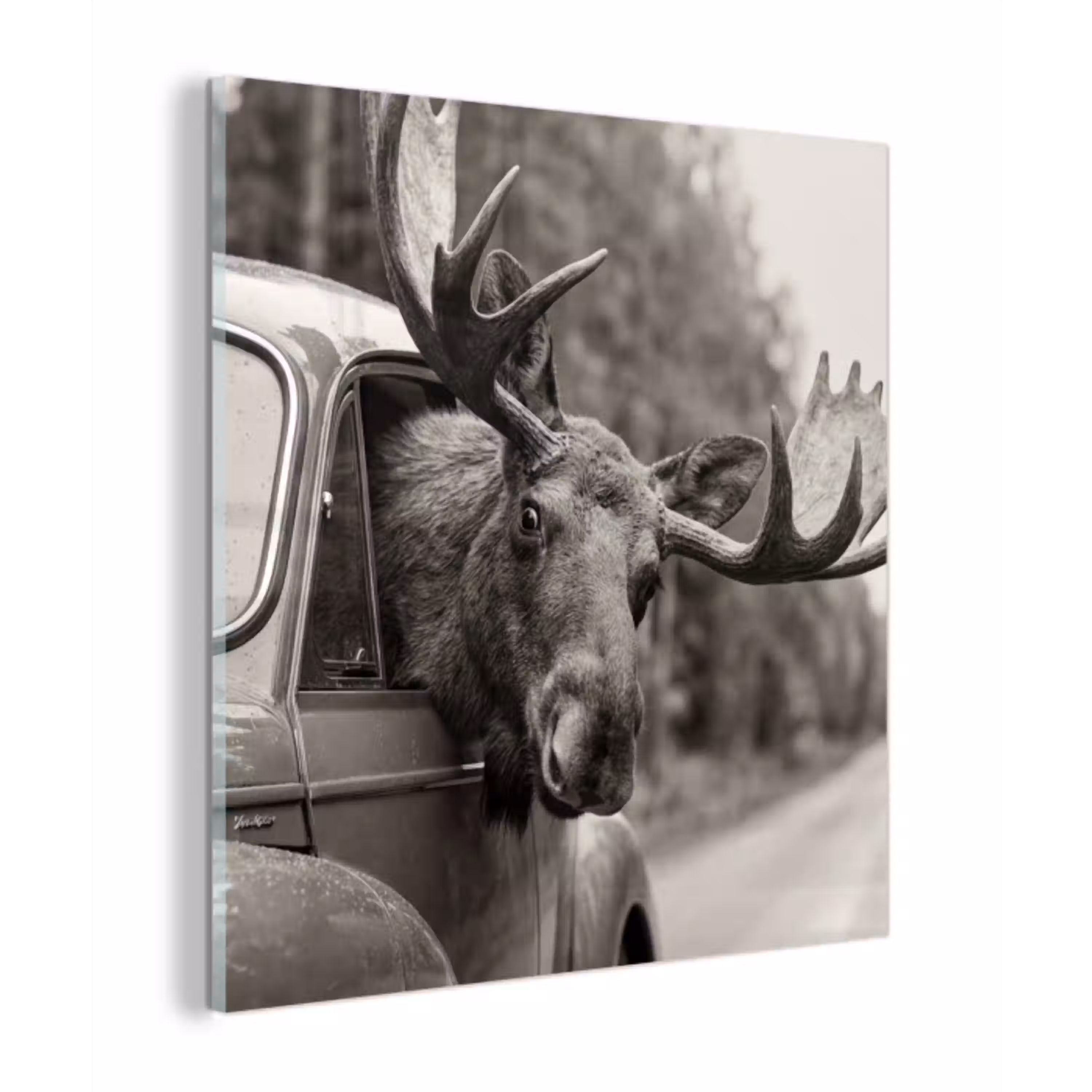 Eland - Auto - Gewei - Zwart - Wit plexiglas 5mm klein -z3d