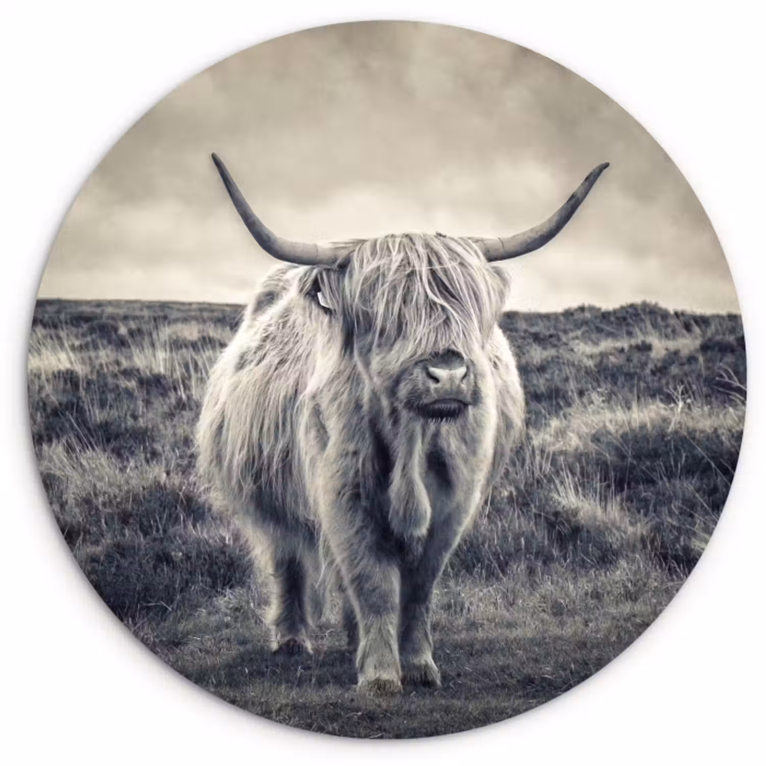 Muurcirkel - Schotse hooglander - Dieren - Wolken - Koe - Natuur