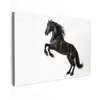 Zwart - Paard - Portret Tuinposter op houten frame 2 cm dik klein -3d