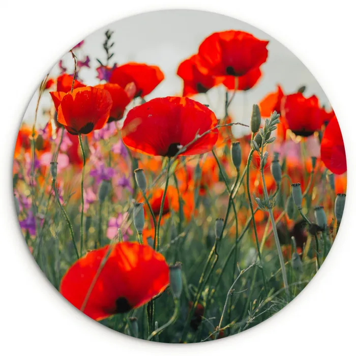 Klaproos - Bloemen - Rood - Paars - Weide Wandcirkel kunststof plaat 5mm dik klein -3d
