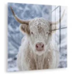 Schotse Hooglander - Sneeuw - Bergen - Winter plexiglas 5mm klein -zzzproduct_nieuw