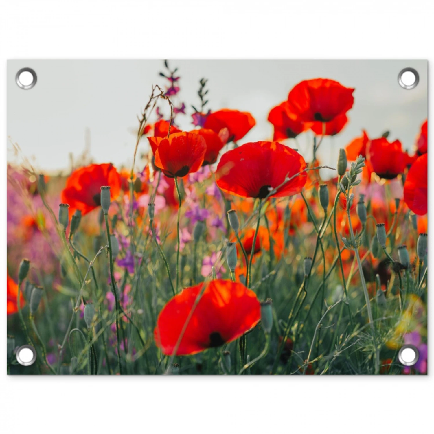 Rode klaprozen in de avondzon tuinposter los doek klein -3d