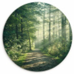 Bos - Pad - Zon - Bomen - Groen - Natuur Wandcirkel kunststof plaat 5mm dik klein -3d