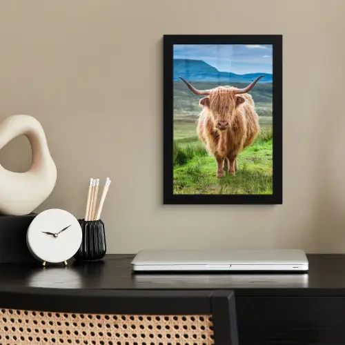 Schotse hooglander - Koe - Natuur - Berg - Gras fotolijst zwart zonder passe partout klein -sfeer1