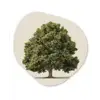 Eikenboom - Groen - Lichte achtergrond Wandcirkel Organisch Forex 3mm klein -3d