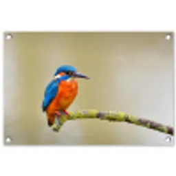 Vogel - IJsvogel - Tak tuinposter los doek klein -3d