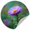 Aster - Paars - Bloem - Blaadjes Wandcirkel behangsticker klein -3d