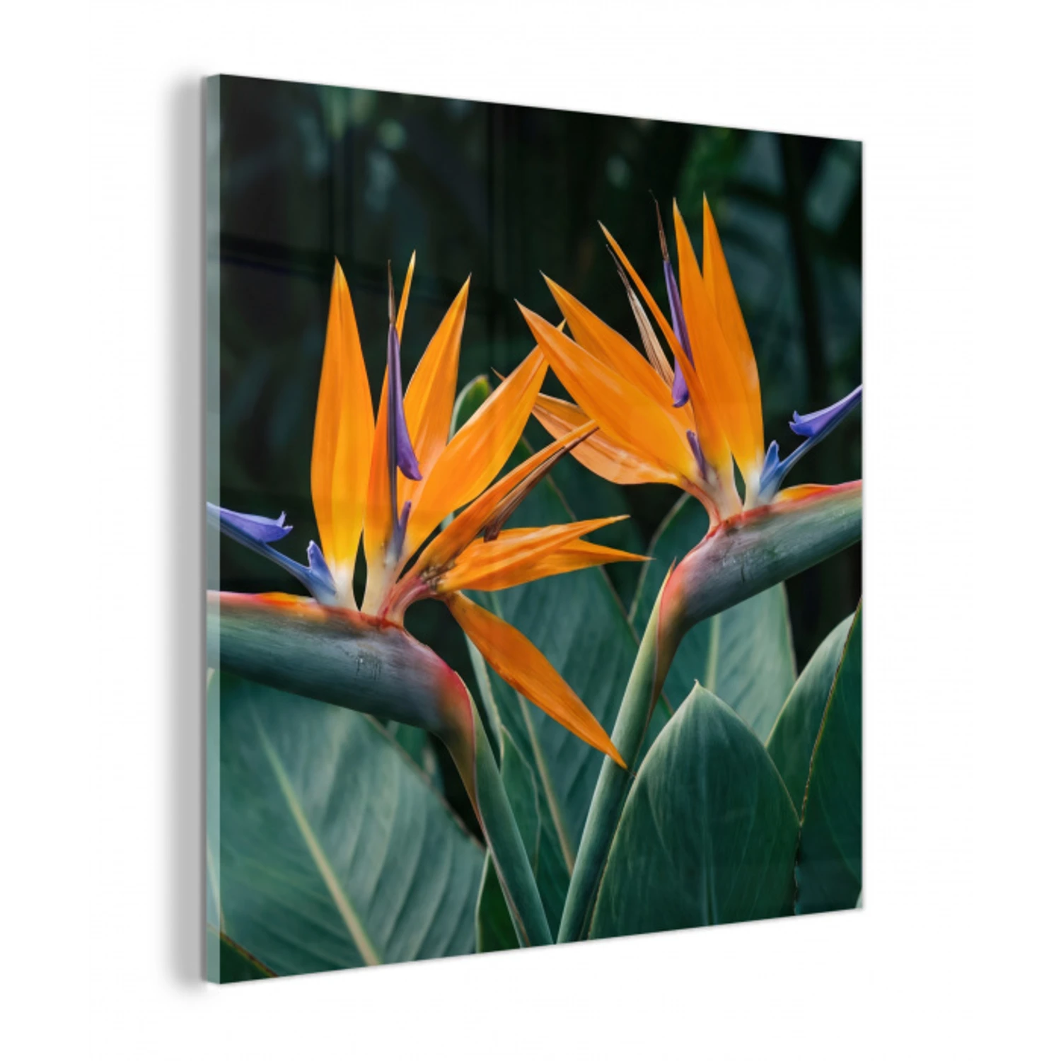 Paradijsvogel - Bloem - Exotisch plexiglas 5mm klein -z3d