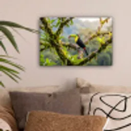 Toekan - Jungle - Natuur - Kleurrijk canvas 2cm klein -sfeer1