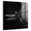 Libelle - Dieren - Zwart - Insect plexiglas 5mm klein -zzzproduct_nieuw