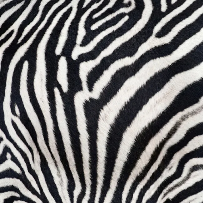 Behang - Zebra - Vacht - Klassiek - Zwart - Wit
