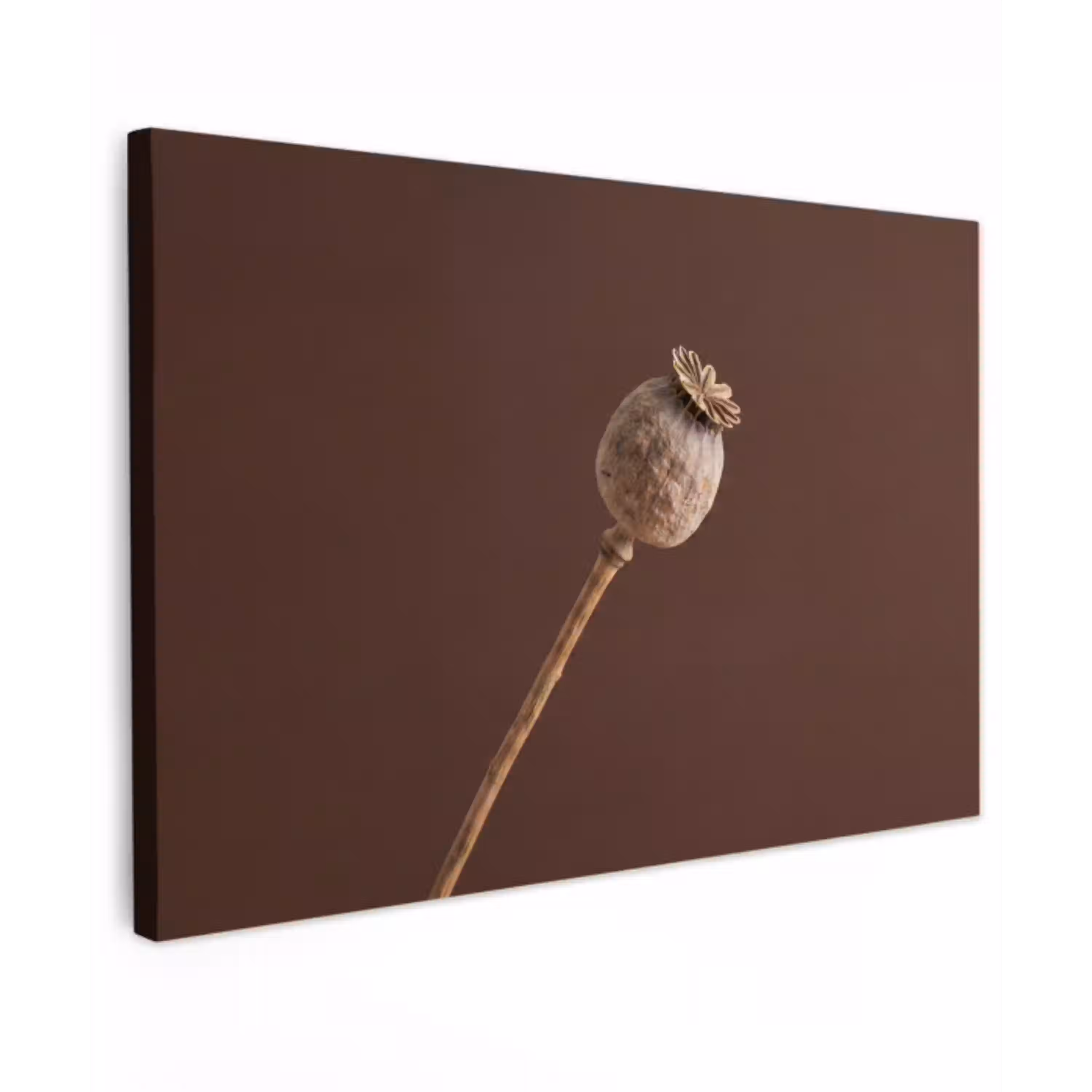 Papaverbol - Droogbloem - Bruin - Minimalistisch canvas 2cm klein -z3d
