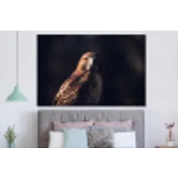 Roofvogel - Buizerd - Bruin forex 5mm xxl -slaapkamer