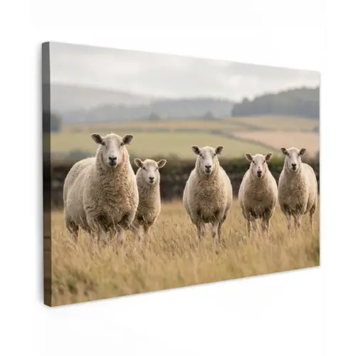 Schapen - Weidenlandschap - Heuvels Tuinposter op houten frame 2 cm dik klein -3d