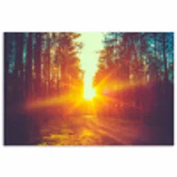 Zonsondergang - Bomen - Bos - Natuur poster papier klein -3d
