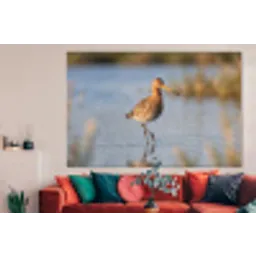 Vogel - Steltloper - Water - Natuur forex 5mm xxl -woonkamer