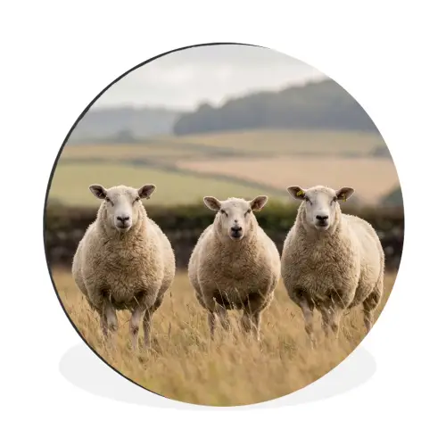 Schapen - Weidenlandschap - Heuvels Wandcirkel aluminium klein -3d