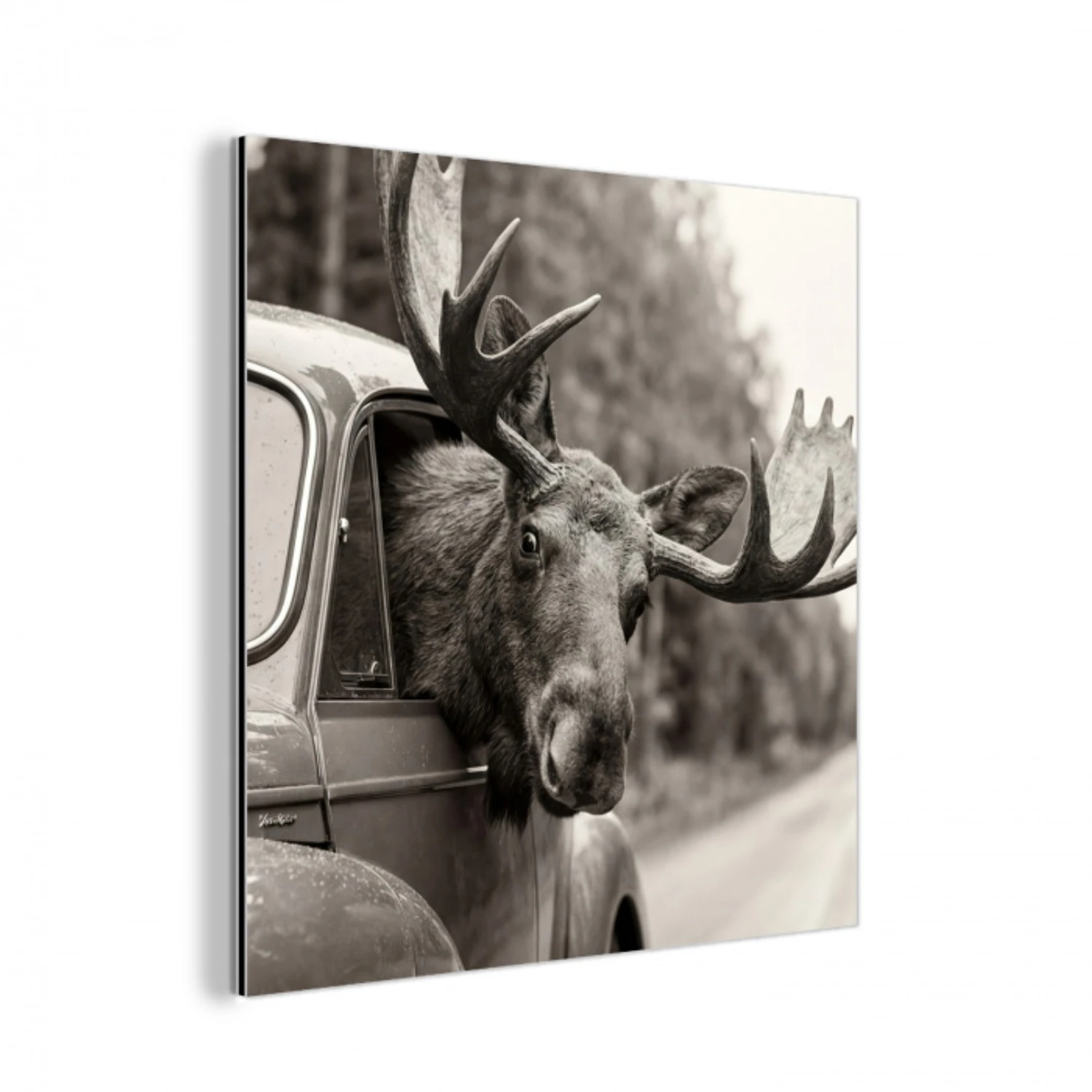 Eland - Auto - Gewei - Zwart - Wit aluminium wit klein -3d