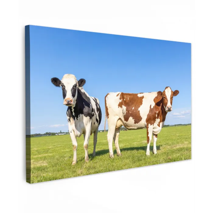 Koeien - Boerderij - Gras- Natuur - Dieren Tuinposter op houten frame 2 cm dik klein -3d