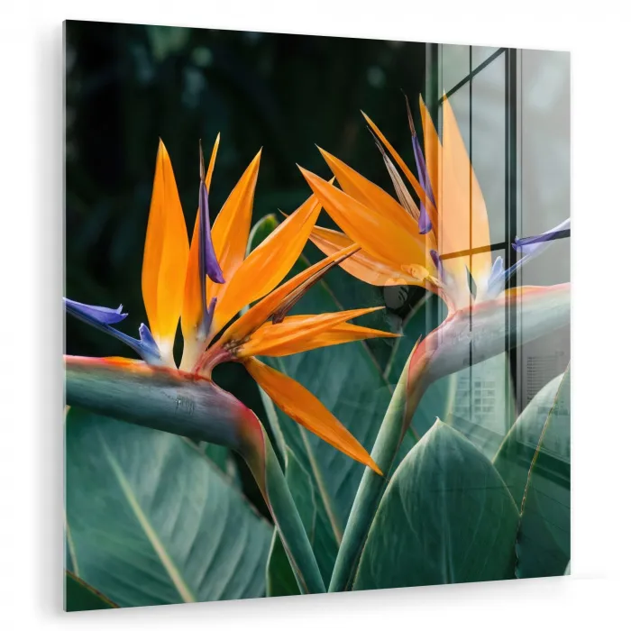 Paradijsvogel - Bloem - Exotisch plexiglas 5mm klein -zzzproduct_nieuw