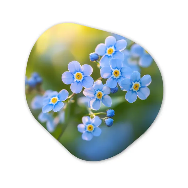 Organisch schilderij forex - Bloemetjes - Blauw - Vergeet mij nietjes