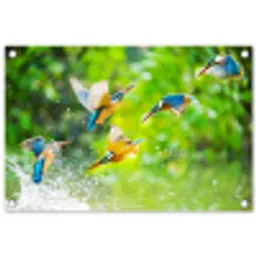 IJsvogels vliegen in het water tuinposter los doek klein -3d