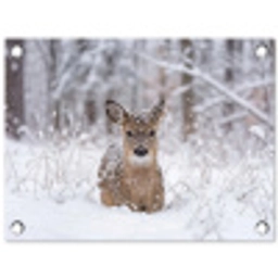 Hert - Sneeuw - Bos - Dieren - Vertederend tuinposter los doek klein -3d