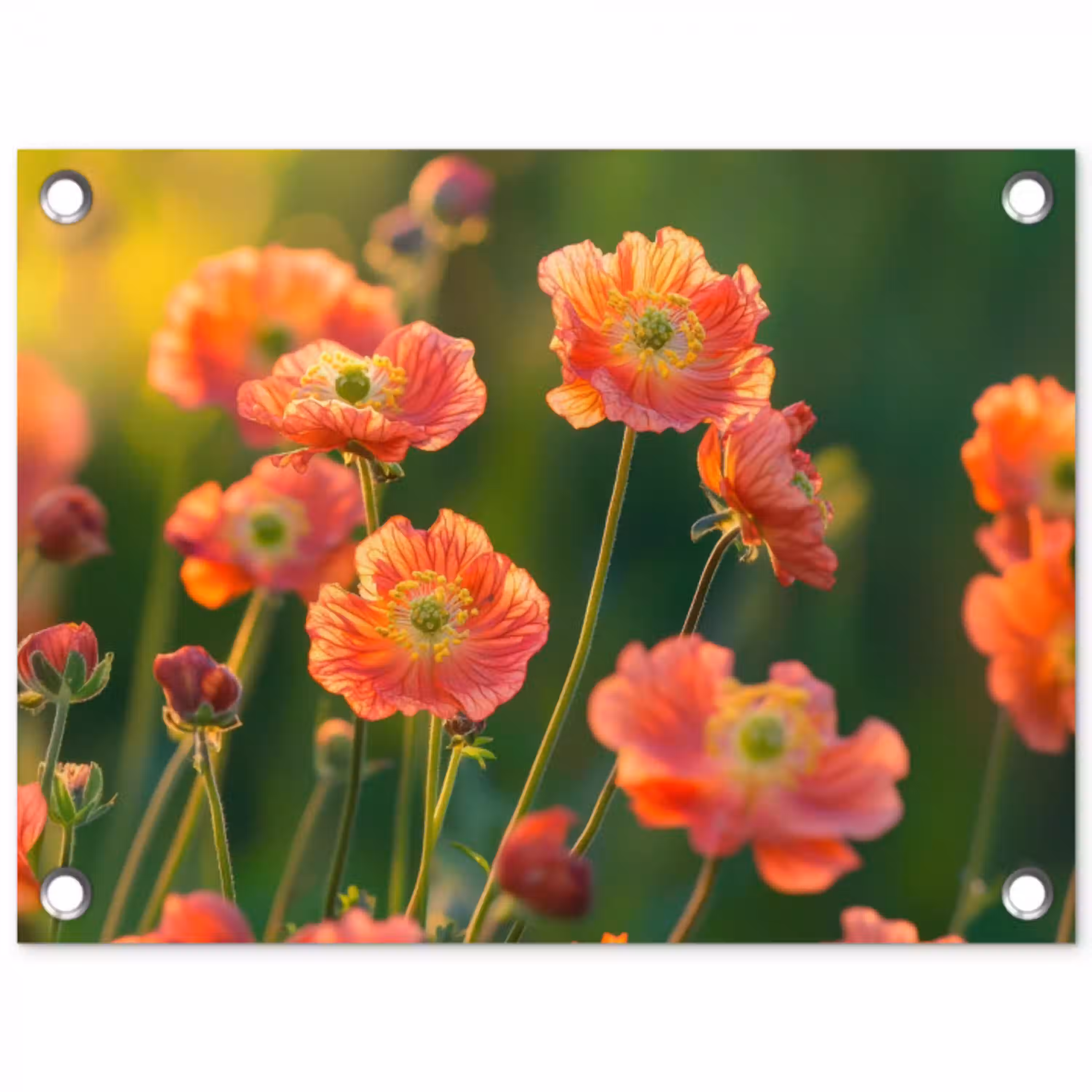 Bloemenveld - Zonnestralen - Oranje tuinposter los doek klein -3d