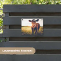 Koe bij zonsondergang op een veld vol paardenbloemen tuinposter los doek klein -sfeer3