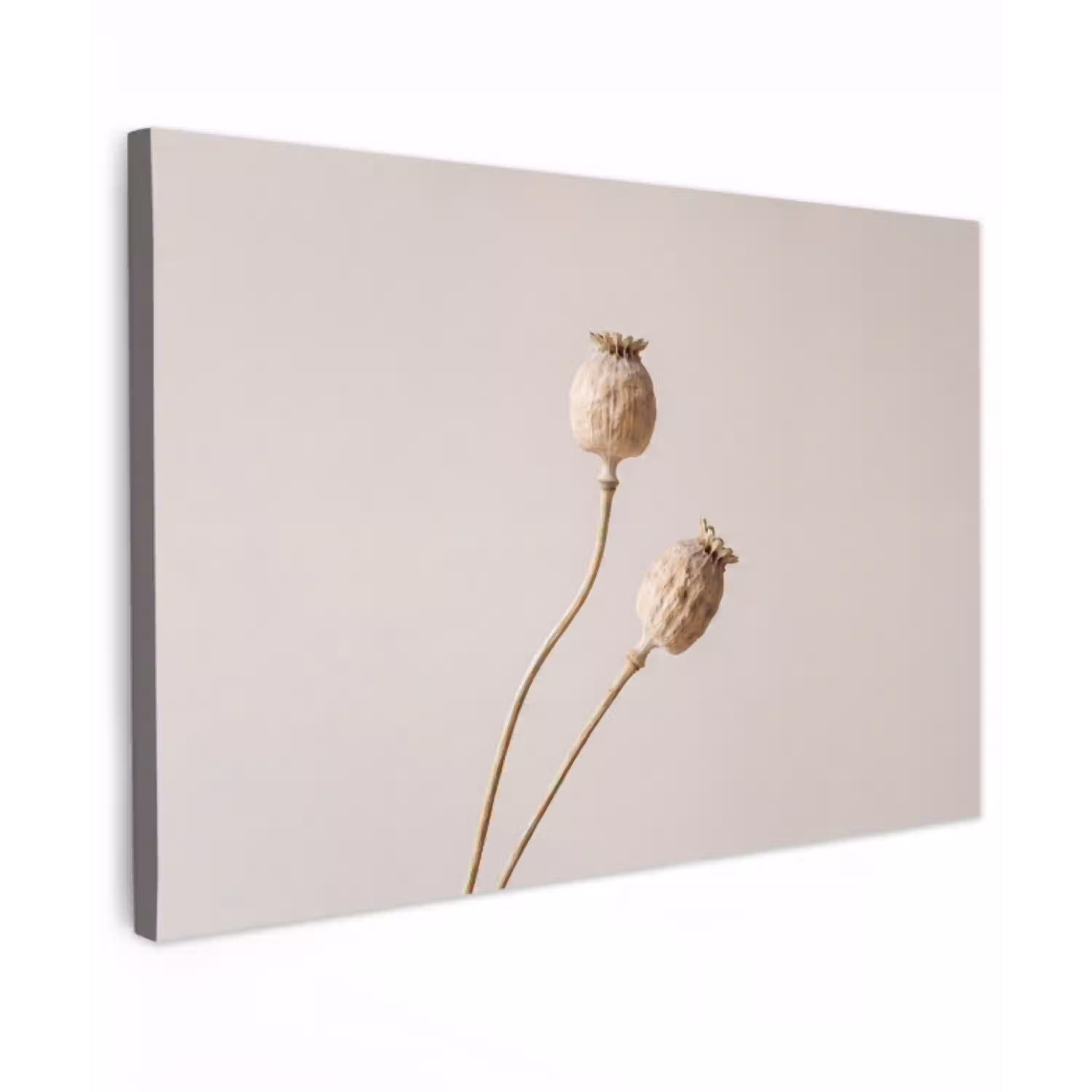 Papaverbollen - Droogbloemen - Minimalistisch - Beige - Rustig Tuinposter op houten frame 2 cm dik klein -3d