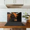 Schotse hooglander - Zwart - Koe - Hoorn - Dieren keuken achterwand spatscherm klein -sfeer2
