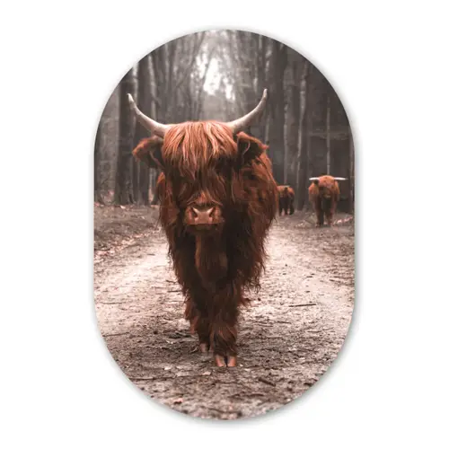 Schotse hooglander - Bos - Koe - Dieren - Natuur Wandcirkel Ovaal Forex klein -3d