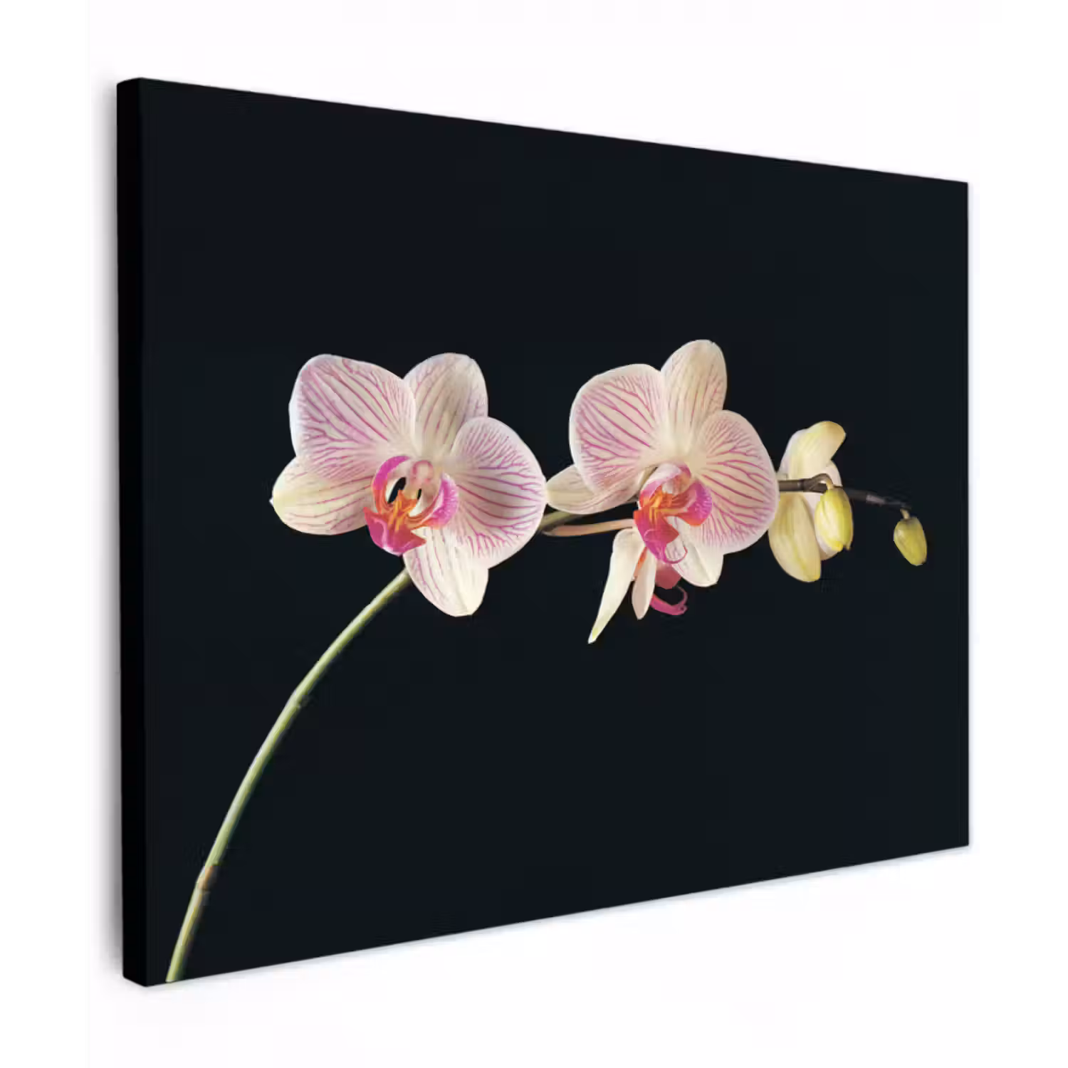 Leinwandbild - Orchidee - Blumen - Schwarz - Rosa - Knöpfe