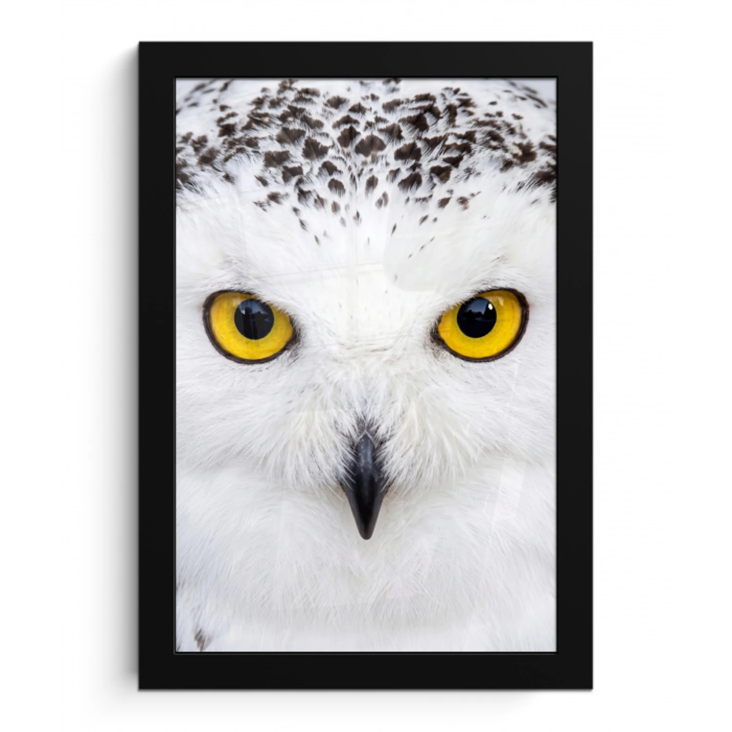Sneeuwuil - Portret - Geel fotolijst zwart zonder passe partout klein -3d