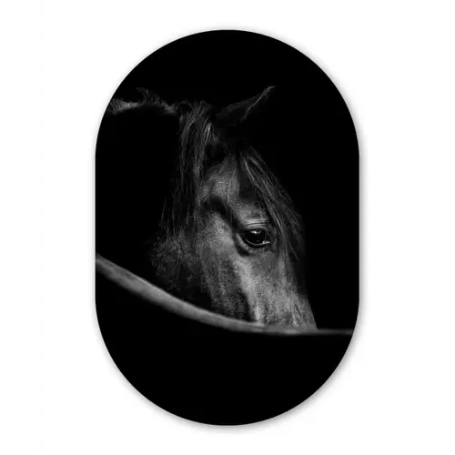 Paarden - Portret - Zwart - Dieren Wandcirkel Ovaal Forex klein -3d