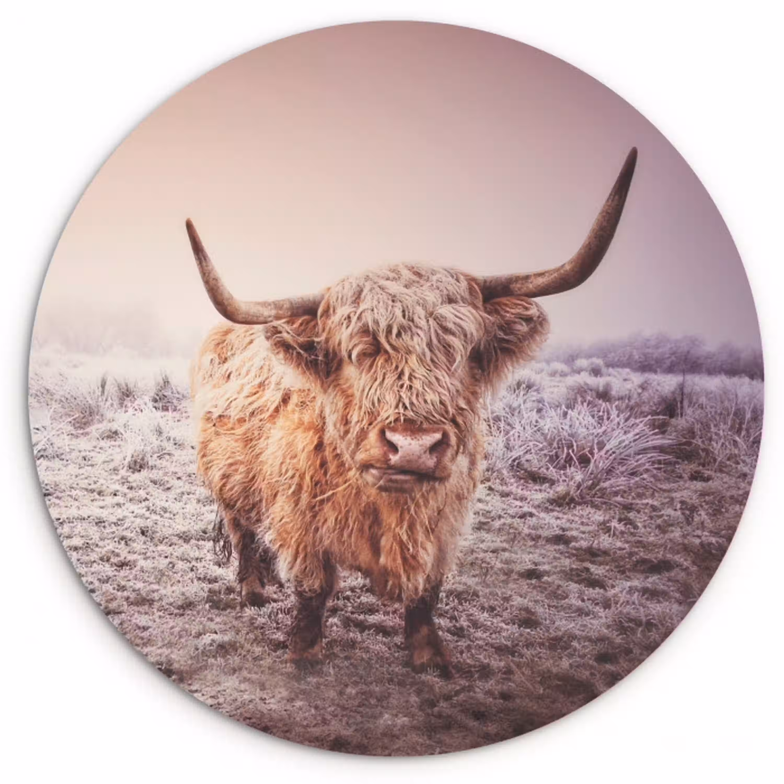 Schotse hooglanders - Licht - Lucht - Natuur Wandcirkel kunststof plaat 5mm dik klein -3d